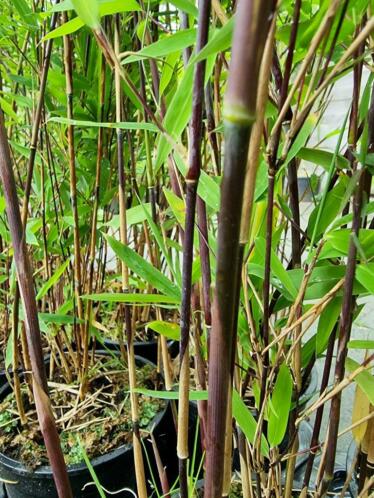Bamboe fargesia met donkere stengels