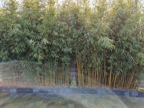 Bamboe fargesia niet woekerend haag