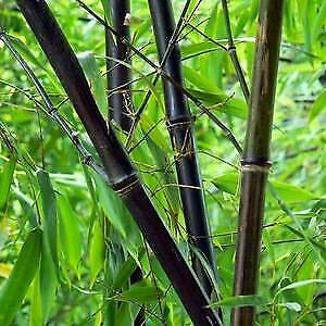 Bamboe fargesia niet woekerende bamboe