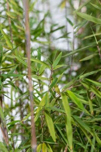 Bamboe  Fargesia Nitida 100-125cm