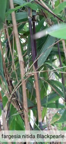 Bamboe fargesia nitida