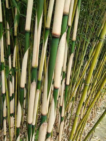 Bamboe fargesia robusta