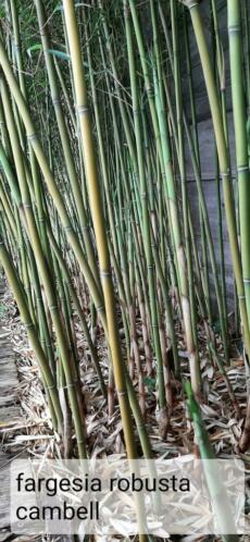 Bamboe fargesia robusta