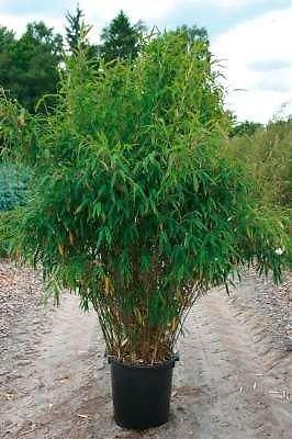 Bamboe Fargesia Super Jumbo