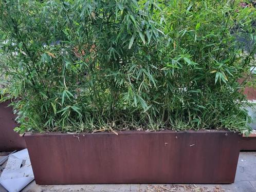 bamboe in cortenstaal plantenbak
