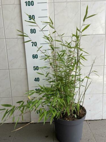 Bamboe (Niet woekerend)
