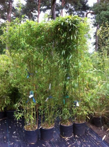 Bamboe phyllostachys aurea 4 stuks