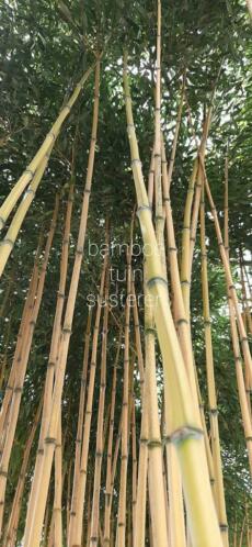 Bamboe phyllostachys aureasulcata aureocaulis