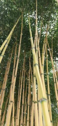 Bamboe phyllostachys aureasulcata aureocaulis