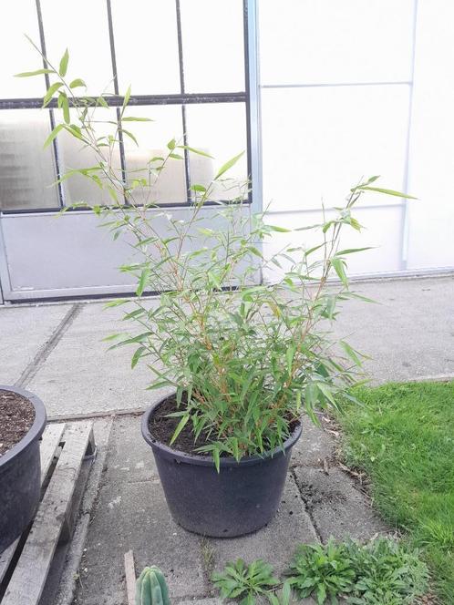 Bamboe (Phyllostachys vivax x27Aureocaulis) in een 65liter kui