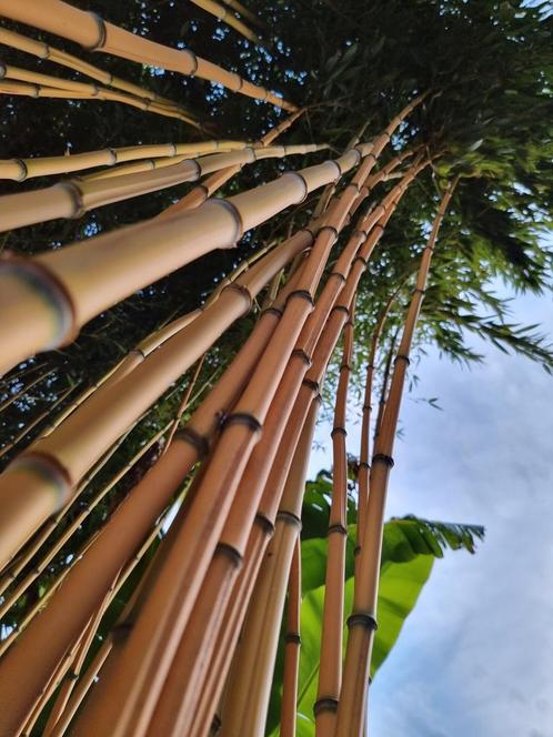 Bamboe plant fargesia en phyllostachys haag .