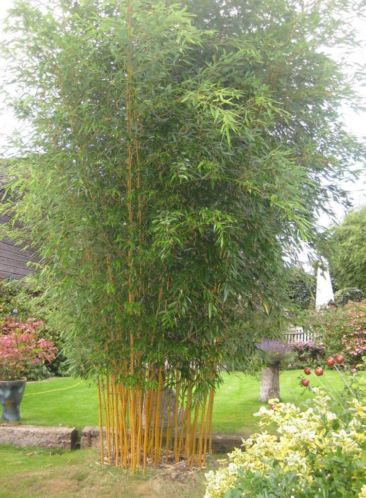 Bamboe-plant, gele stam ,mooi groen blijvend, gratis