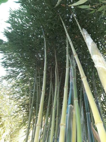 Bamboe planten fargesia en phyllostachys.