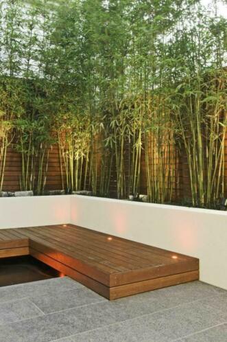Bamboe planten fargesia en phyllostachys Soorten.