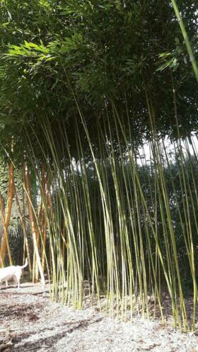 Bamboe planten fargesia soorten niet woekerend.
