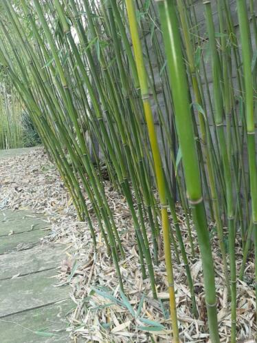 Bamboe planten niet woekerend.