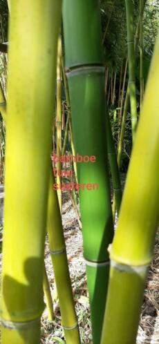 Bamboe planten phyllostachis