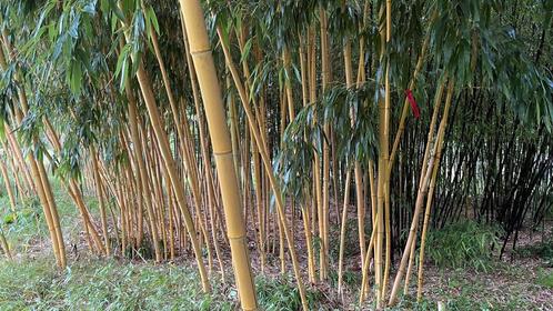 Bamboe planten. -uit eigen tuin-