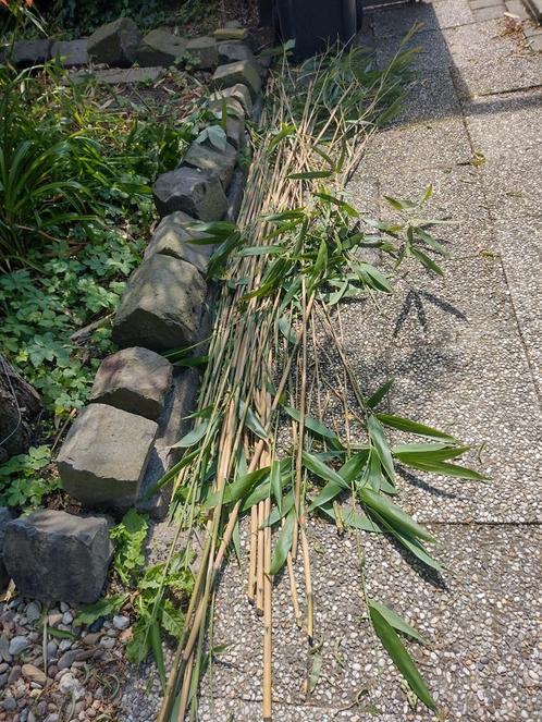 Bamboe stokken (gratis af te halen)