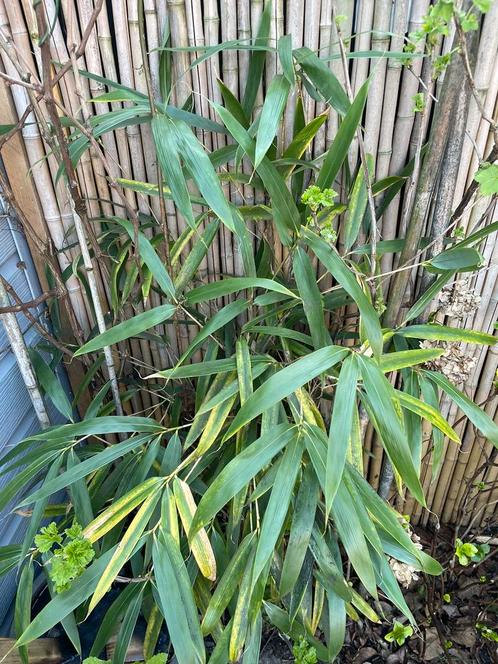 Bamboe struik