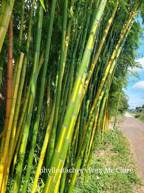 Bamboe woekerend en nietwoekerend heel veel soorren