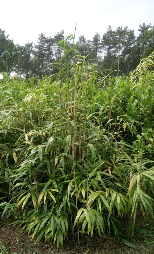Bamboe(niet-woekerend)