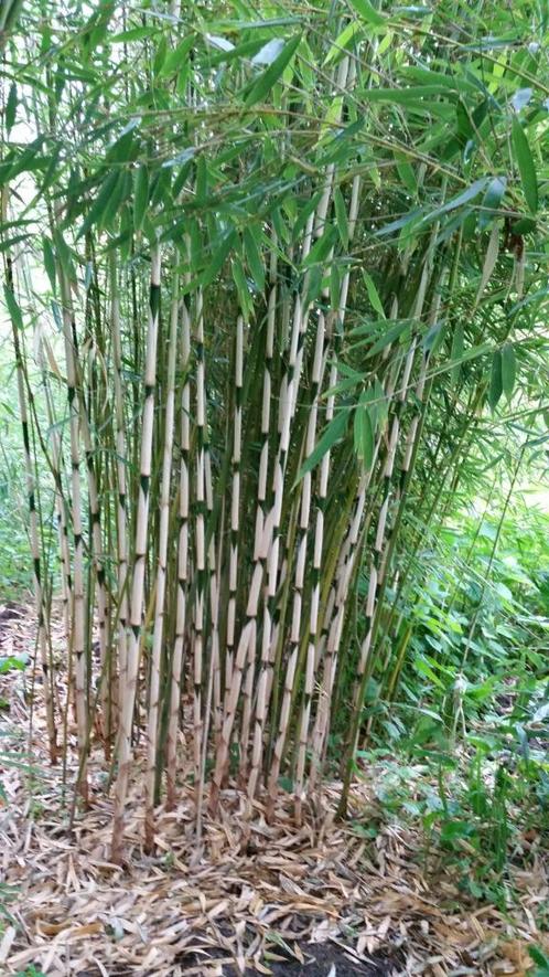 bamboeplanten bamboe planten