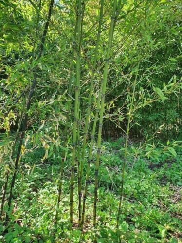 bamboeplanten zwarte bamboe planten