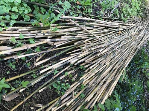 bamboestokken  bonenstaken gratis af te halen