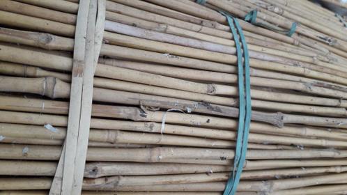 Bamboestokken snijbonenstokken tonkinstokken bamboestok