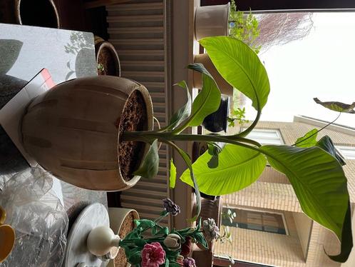 Banaan plant