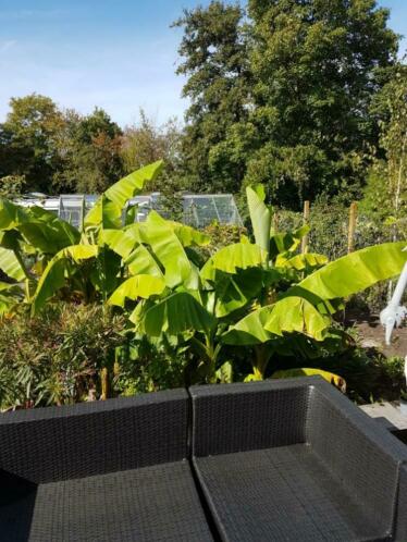 Bananen plant , winterhard.