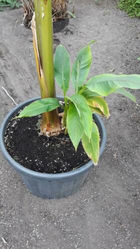 Bananen planten
