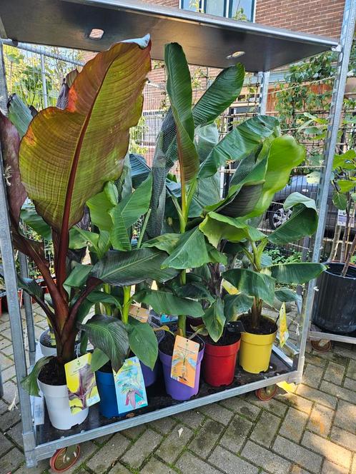 Bananenplant 6 soorten x27Musa Mixx27, waarvan 2 winterhard