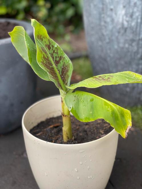 Bananenplant