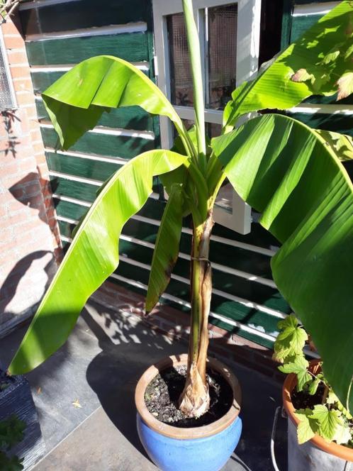 Bananenplant