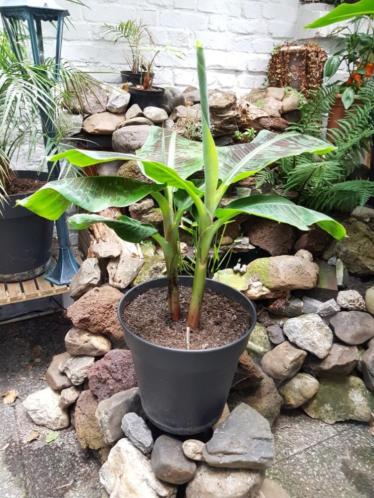 Bananenplant 90 cm PRIJSVERLAAGD BEZORGING EVT. MOGELIJK