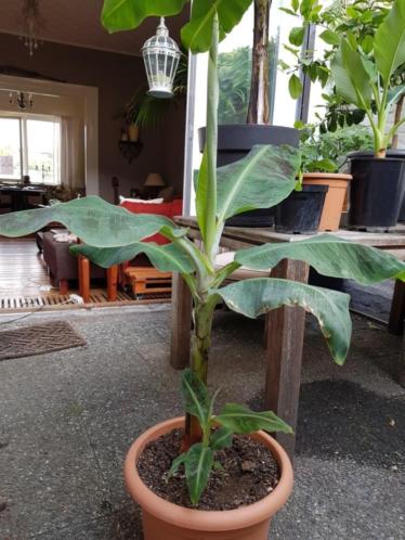 Bananenplant (Dwarf Cavendish)