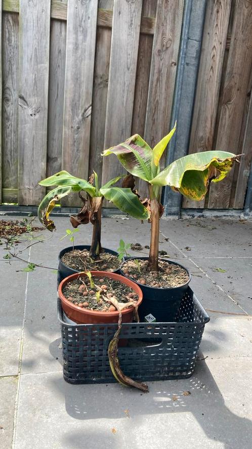Bananenplant stekje 3 potten