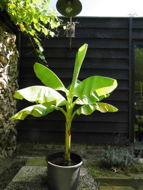 bananenplanten bananenbomen musa bashoo