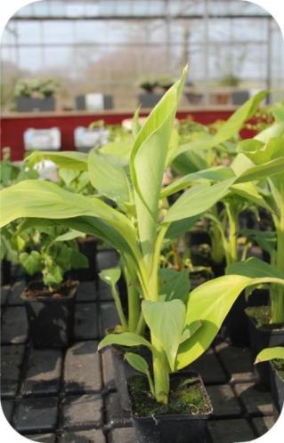 Bananenplanten voor in de tuin, tuinbanaan, Musa basjoo