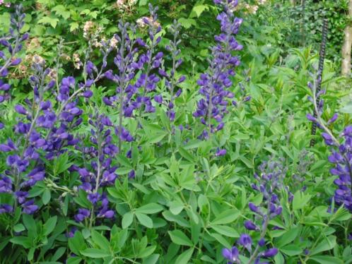 Baptisia australis