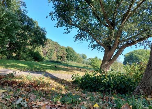 Beginnend psycholoog, adviseur of coach gezocht