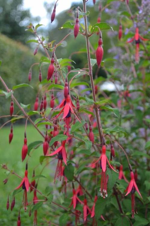 Bellenplant Fuchsia magellanica Gracilis 5-10 Pot P9