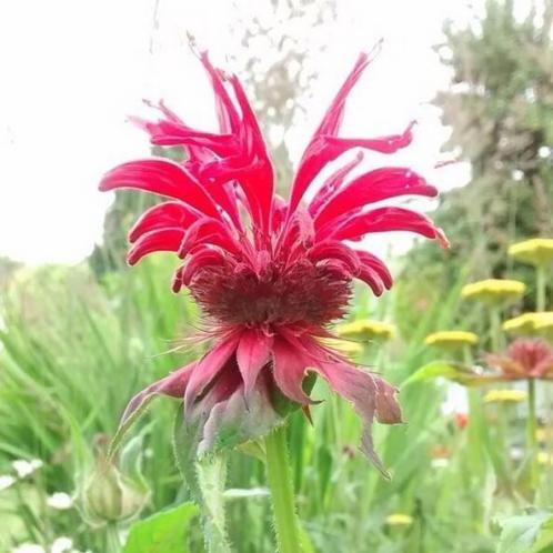 Bergamot (Monarda 039Cambridge Scarlet039)