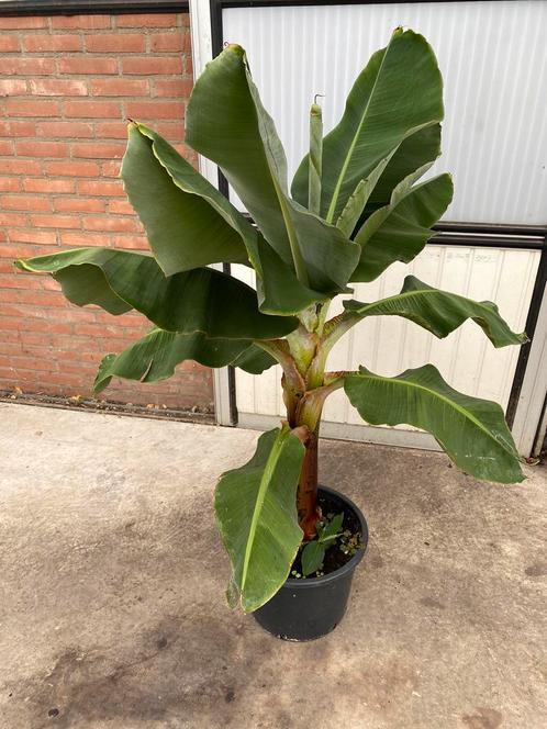 BESCHIKBAAR XL Bananenplant 150 cm