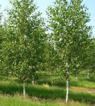 Betula utilis 039Doorenbos039