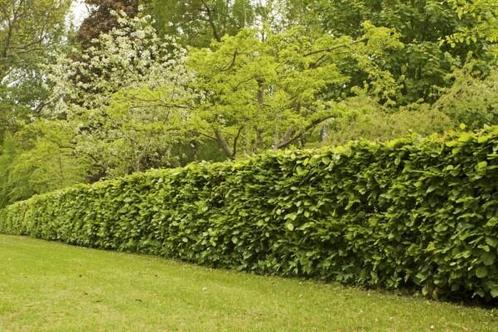 Beuk  Groene Beukenhaag Fagus Sylvatica 150-175cm