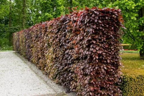 Beuk  Rode Beukenhaag Fagus Sylvatica Atropurpurea