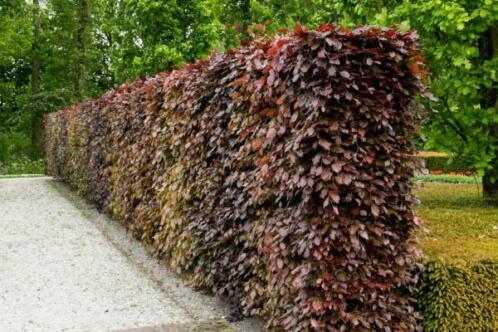 Beuk  Rode Beukenhaag Fagus Sylvatica Atropurpurea 80-100cm